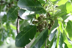 Terminalia bellirica